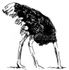ostrich.PNG