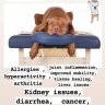 Dog Spa / Holistic Treatments