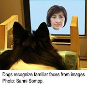 dogfaces.jpg