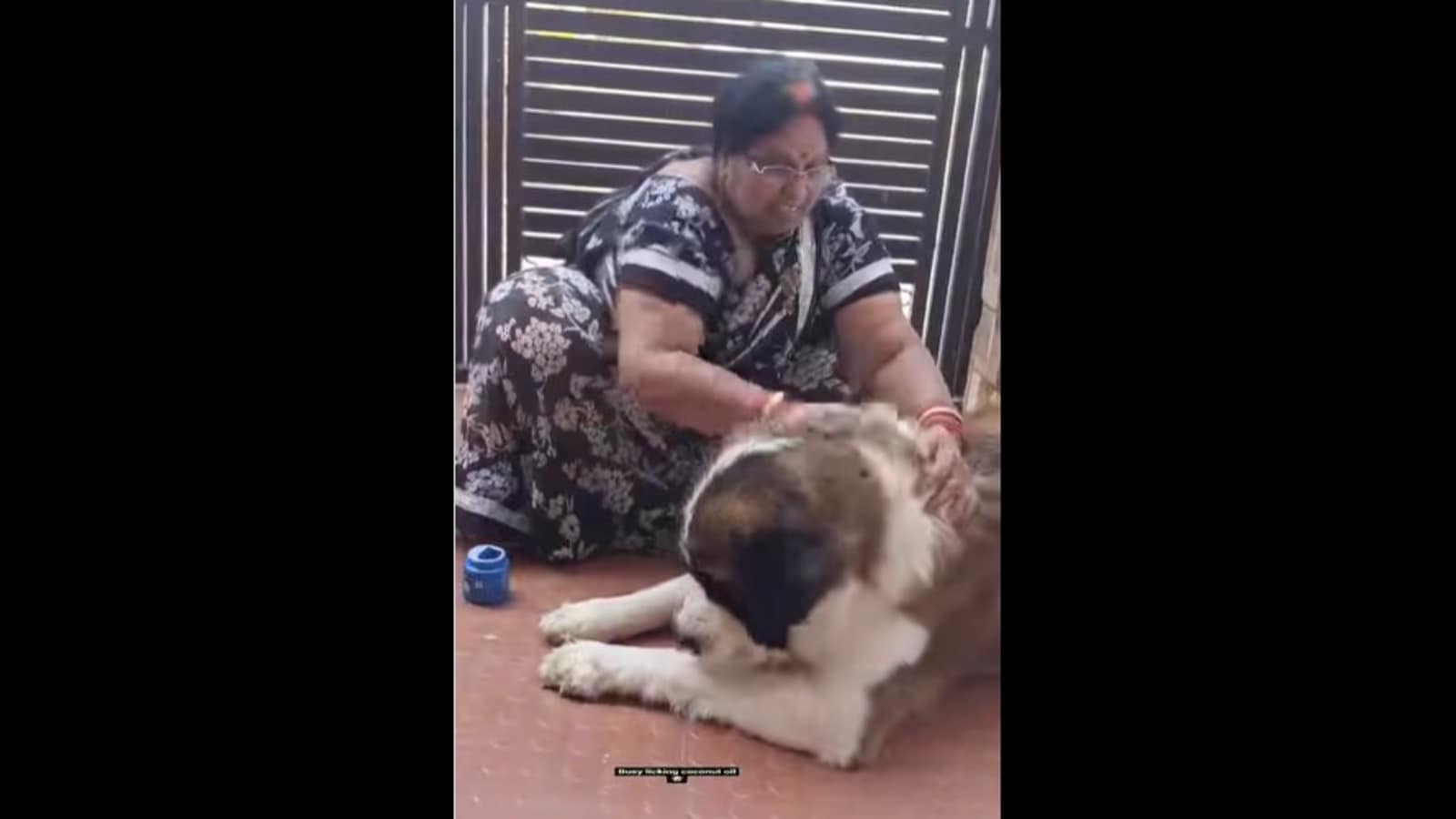 Cute_doggo_getting_oil_massage_from_mom_before_bath_time_is_adorable_to_watch_1644045441704_1644045468271.png