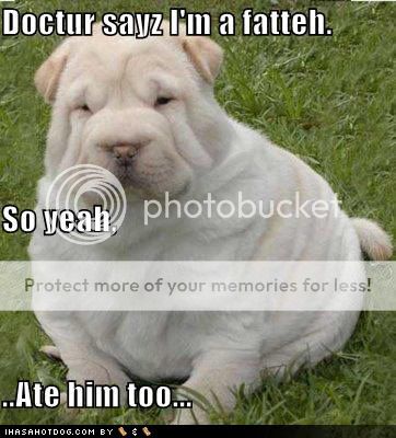 funny-dog-pictures-fattie-ate-docto.jpg