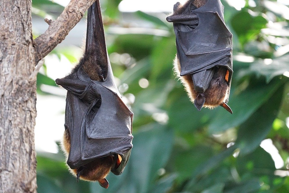 Two bats